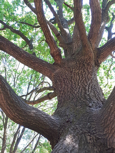 Baum mit vielen Ästen von unten fotgrafiert