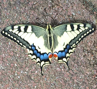 Raupe ist zum Schmetterling geworden Schmetterling